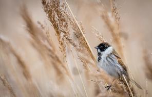 Bunting, small Bird perched dry reed