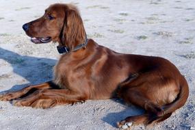 brown irish setter on the sand