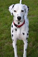 dalmatian Dog Animals Portrait