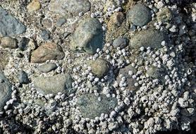 Barnacles And Rocks Beach