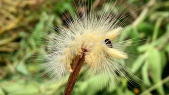 Calliteara pudibunda, hairy Caterpillar, Macro