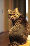 Cat Animal Cute