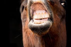 brown animal snout with yellow teeth close up