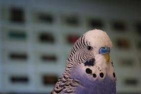 wavy little parrot