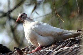 Young Dove Chick
