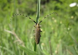 Bug Longhorn Beetle Insect closeup view