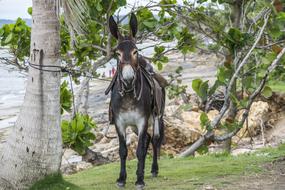 village donkey