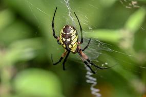Spider Web Cobweb