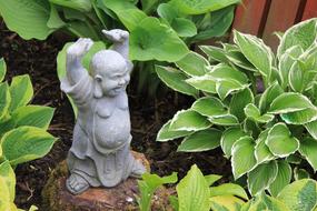 little buddha gray in the garden