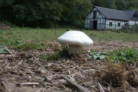 porcini mushroom in the field on the farm