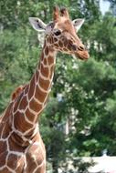 spotted giraffe in the wild