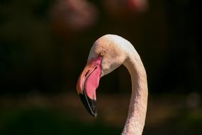 pink exotic bird
