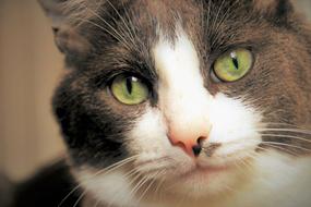 Cat Look Eyes