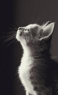 little kitten looking up
