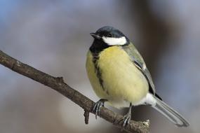 a small bird on a branch in the trees
