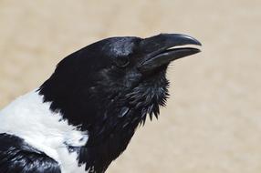 colored crow face