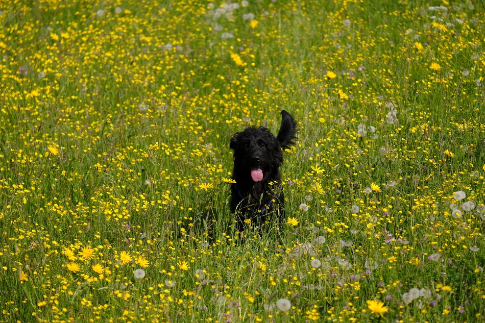 Dog Labradoodle Labrador