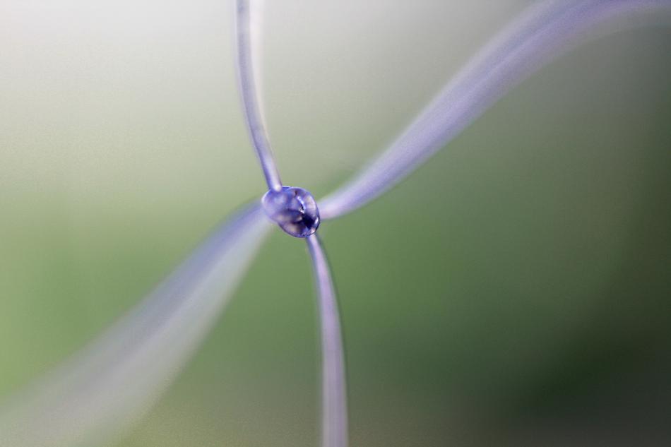 Knot Macro Rope