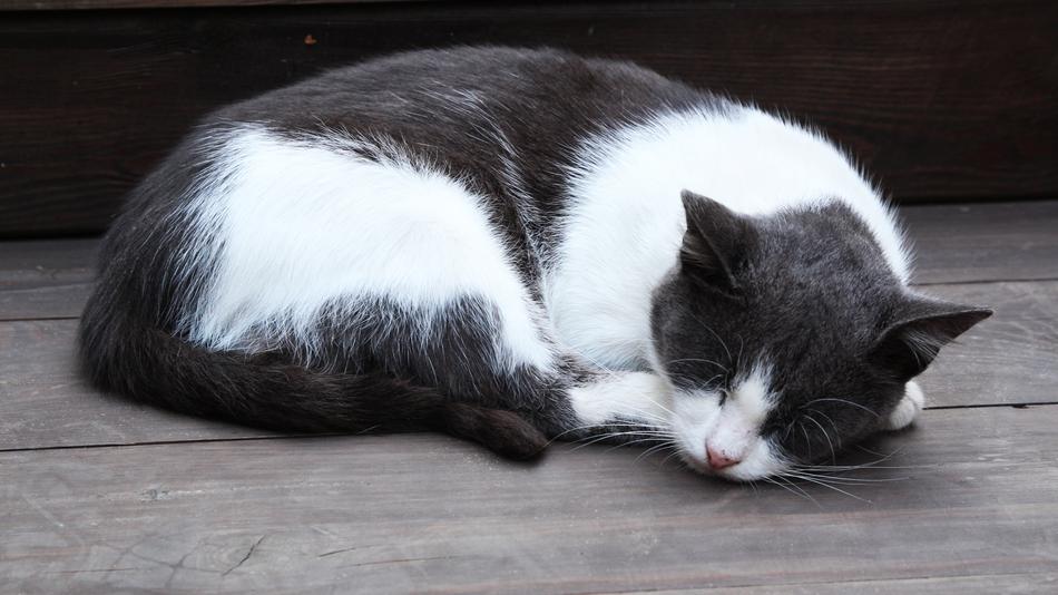 white black sleeping cat