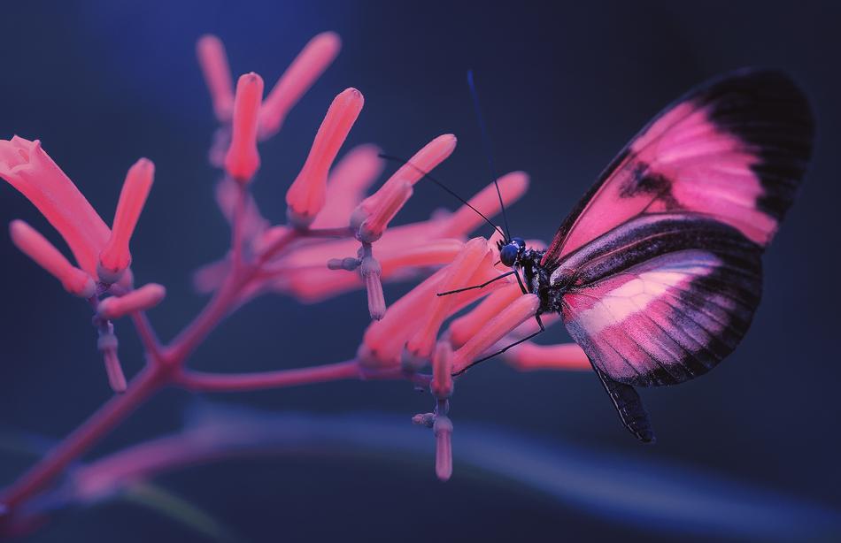 Macro view of the pink Butterfly Insect
