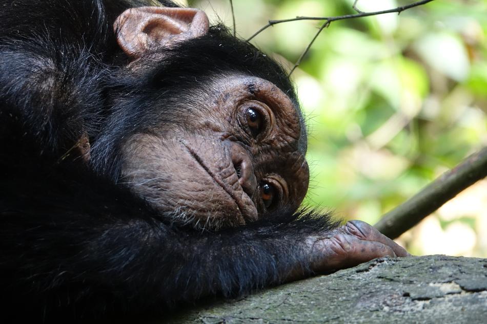 Mammal Primate Ape