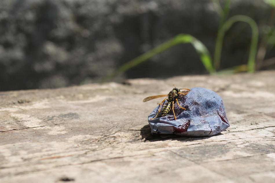 a stone on the beach with a wasp