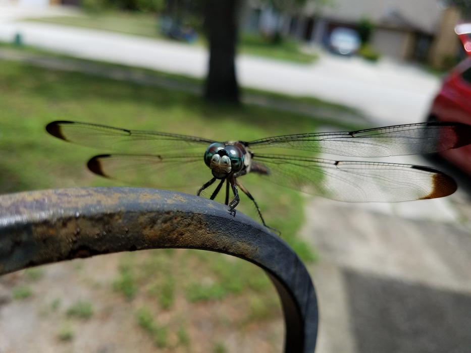 Dragonfly Insect Wings