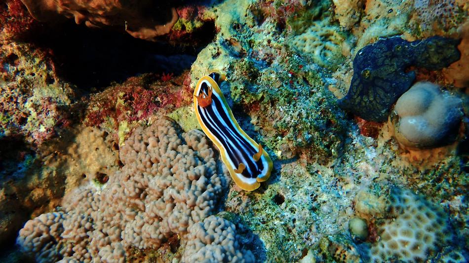Underwater Ocean Coral