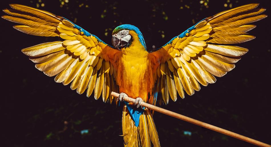 Parrot Bird Wings