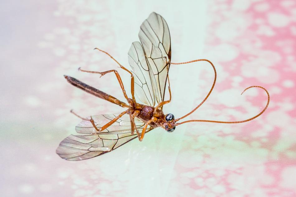 Schnake Insect Wing Insects