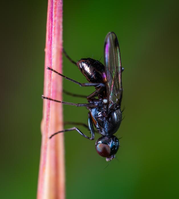 colorful fly Macro Insect