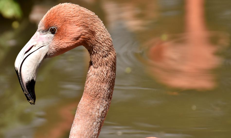 Flamingo Bird Colorful