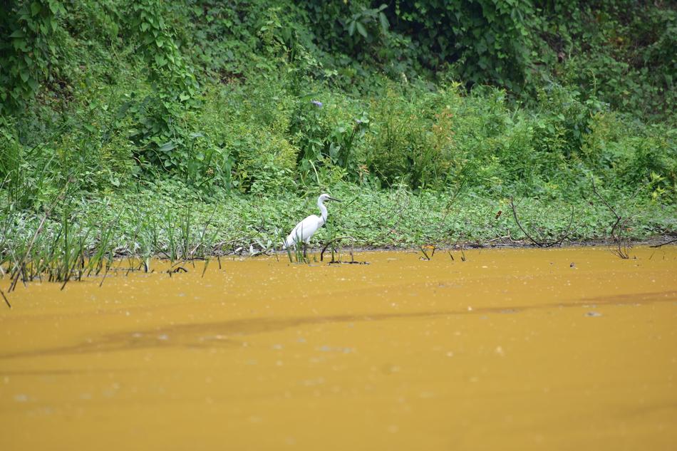 heron on muddy pond in india