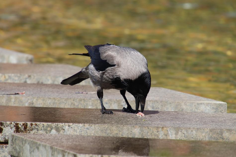 crow eats