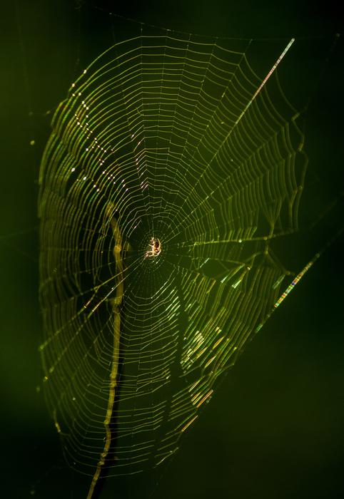 Spider Cobweb Arachnid