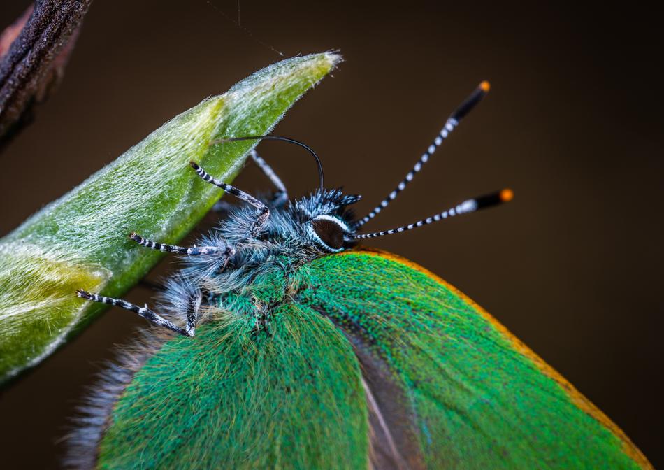 butterfly Insect wings Macro view