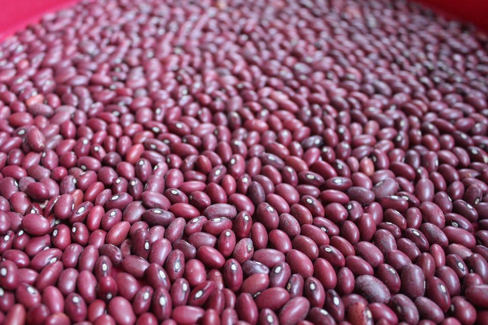 pink beans harvest