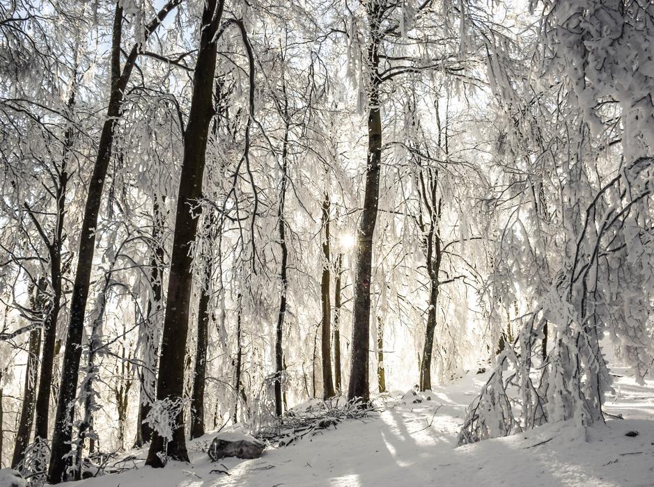 Winter Trees Sunrays