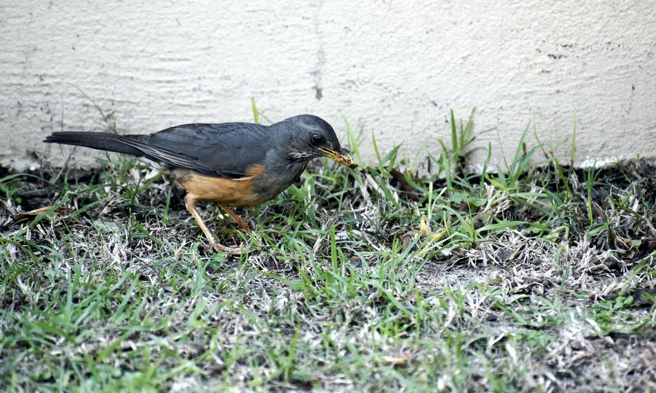 Bird Avian Thrush