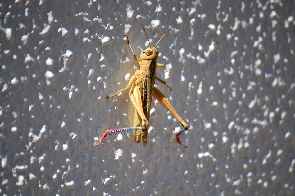 Grasshopper Bugs