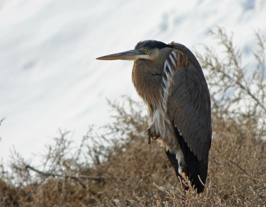 Bird Crane Heron