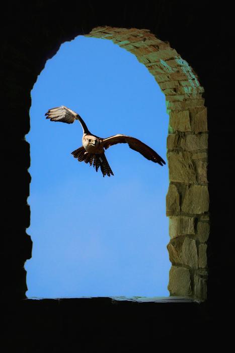 Falcon Bird Raptor Of
