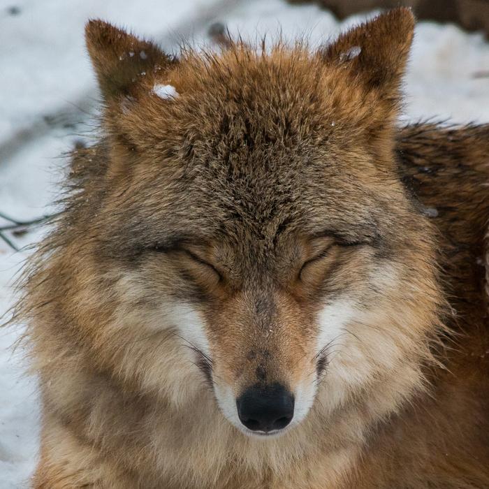 wild wolf portrait