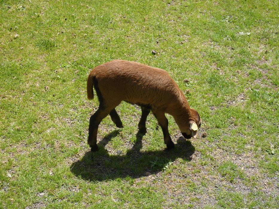 brown sheep in the meadow