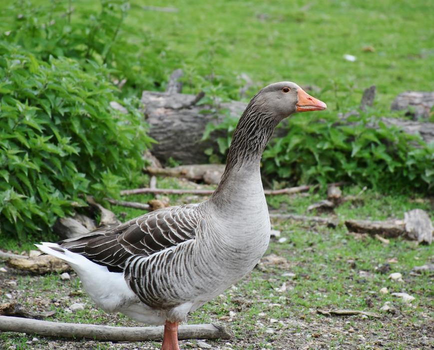 Goose Poultry Bird