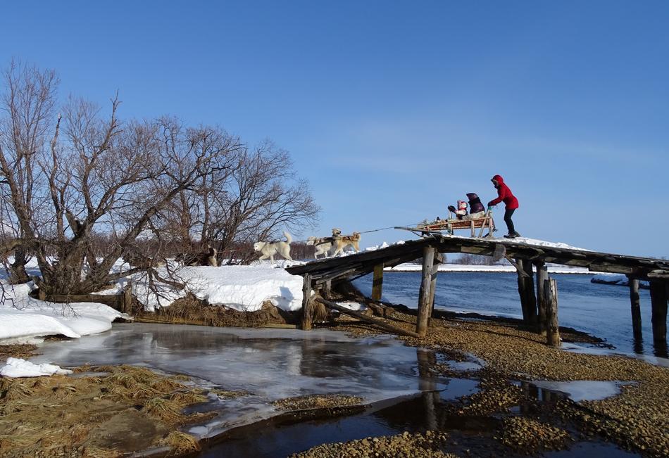 Person with the dog sled on the bridge, near the beautiful shore with plants and snow