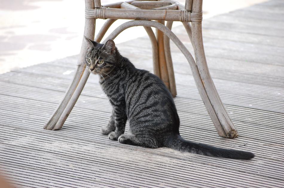 Animals Cat Pet Young