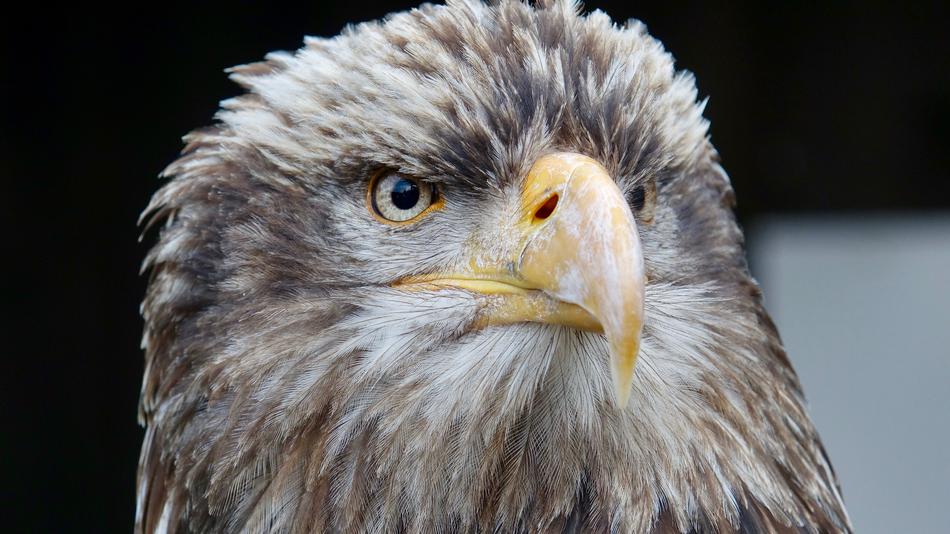 Wildlife Raptor Eagle