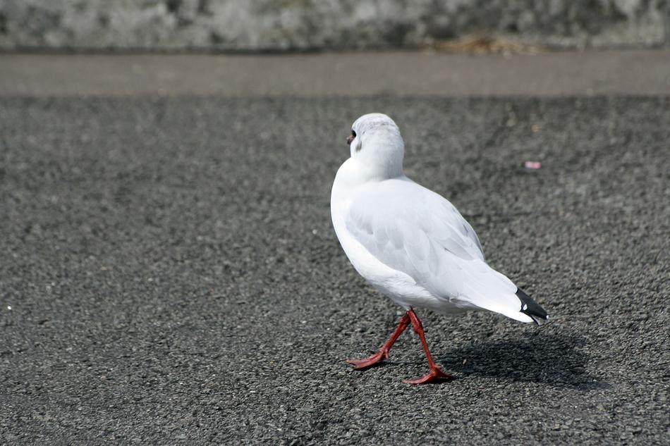 Gull Dance Hamburgensien Animal