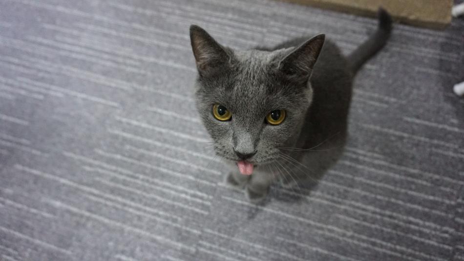 gray cat with tongue out